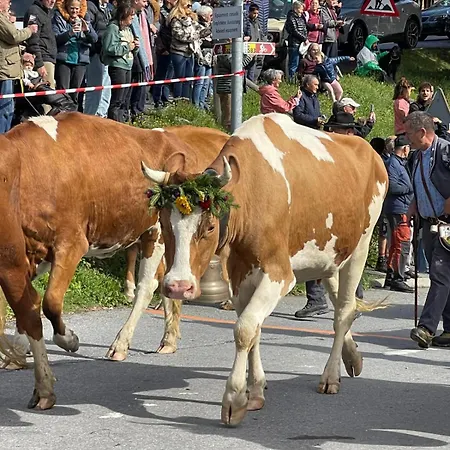 Dauphinelles 12