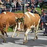 Dauphinelles 12